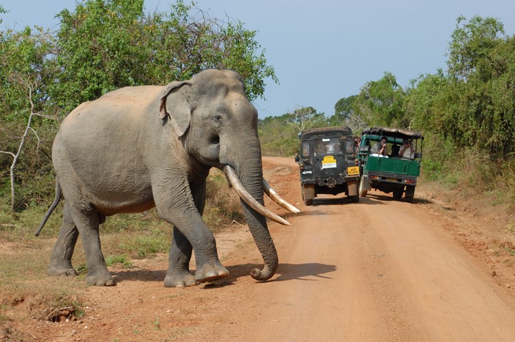 Op safari in Wilpattu National Park, Sri Lanka